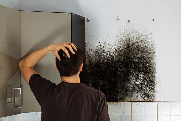 Best Commercial Mold Inspection  in Rmichael, CA